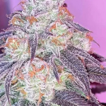 Texas Chem Cannabis Clone